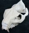 Oreodont (Merycoidodon gracilis) Partial Skull #8852-7